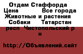 Отдам Стаффорда › Цена ­ 2 000 - Все города Животные и растения » Собаки   . Татарстан респ.,Чистопольский р-н